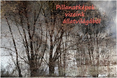 Meghívó: „Pillanatképek vizeink állatvilágából”