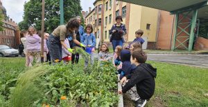 A kép közepén a főkertész a levendulatöveket osztja szét az ültetéshez, a gyerekek figyelmesen nézik